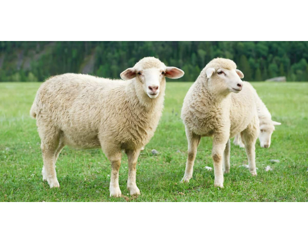 7 KORISNIH SAVJETA ZA ČIŠĆENJE VUNENE TKANINE